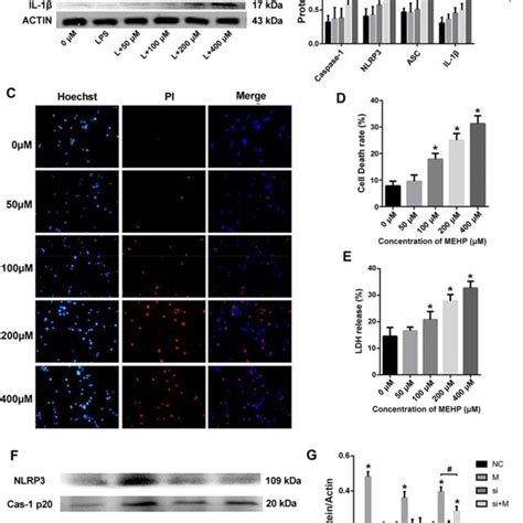 MEHP Induces Pyroptosis And Autophagy Alternation By CTSB Activation In