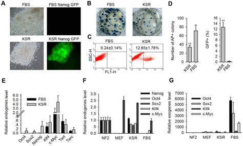 A Morphology And Nanog GFP Fluorescence In Primary IPS Cells On Day