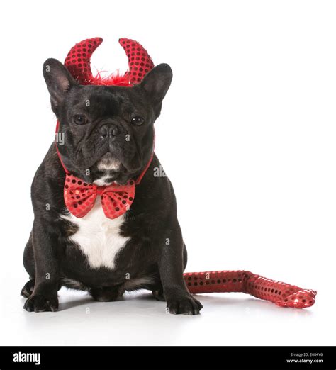 French Bulldog Wearing Devil Costume Stock Photo Alamy