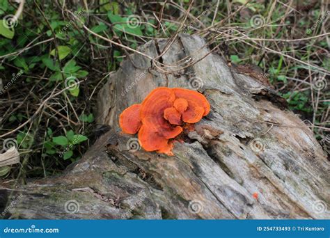 El Hongo Naranja Pycnoporus Sanguineus Crece En Madera Seca Imagen De