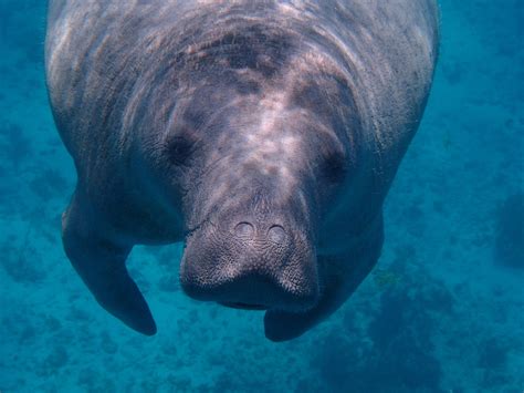 Encounters with Manatees