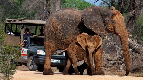 Un turista español muere aplastado por un elefante en Sudáfrica