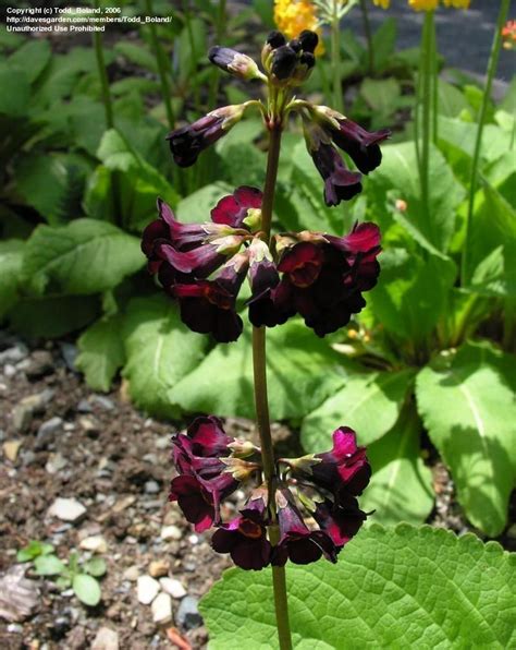 Plantfiles Picture Of Candelabra Primrose Primula Anisodora