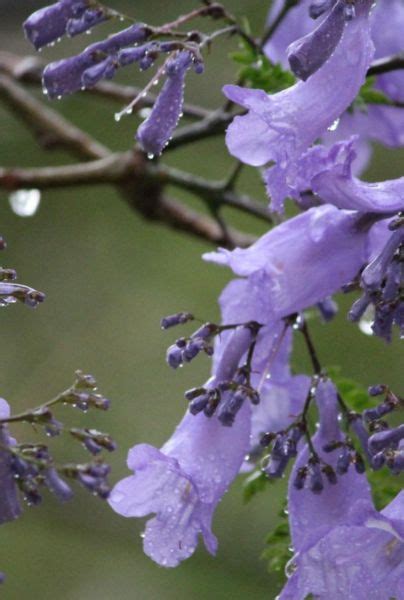 Jacarandas ¿cuáles Son Los Beneficios De Consumirlas Estilo Musa Salud