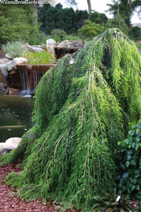 Buy Cascade Falls Weeping Bald Cypress Tree Free Shipping Wilson