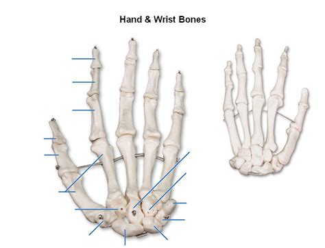 Anatomy Exam Two : Hand & Wrist Bones Diagram | Quizlet