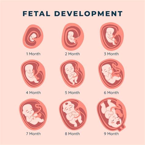 Im Genes De Desarrollo Fetal Descarga Gratuita En Freepik