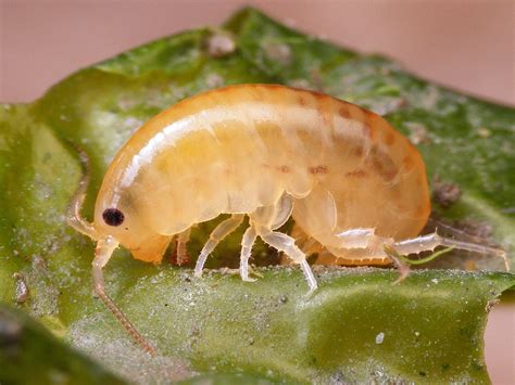 Taxonomie Talitridae Strandvlooien Waarneming Nl