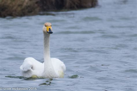 Whooper Swan Take Off Flickr