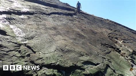 Los científicos afirman que se ha descubierto el bosque más antiguo del