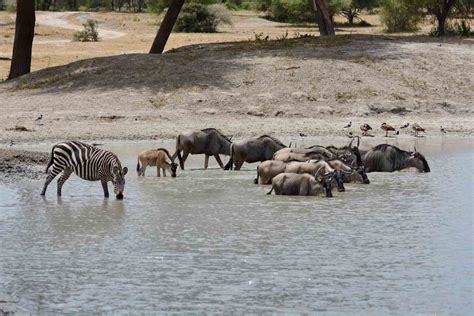 SERENGETI NATIONAL PARK | Famous Tours and Safaris