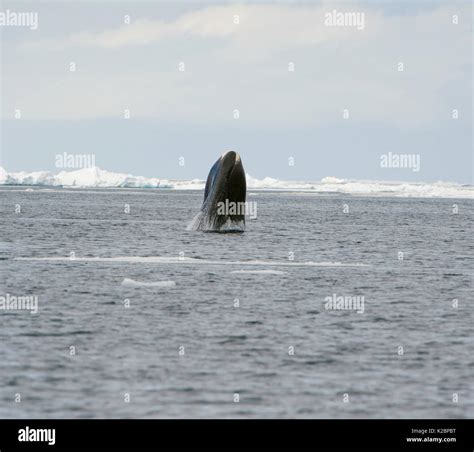 Bowhead whale (Balaena mysticetus) breaching, Canada, Arctic Ocean ...