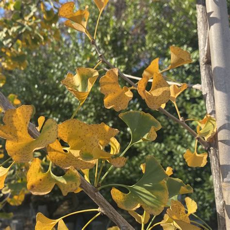 Ginkgo Biloba Princeton Sentry Piedmont Carolina