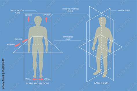 Anatomical Plane Anatomy Human Body Sagittal Plane Transverse Plane ...