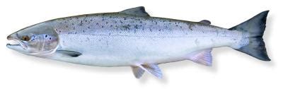 Atlantic Salmon | State of New Hampshire Fish and Game