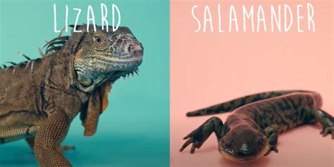 Salamander Vs Lizard Whats The Difference Reptileprofy