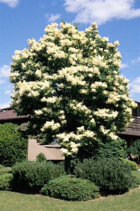 Lilas Japonais Un Arbre Pour Mon Quartier