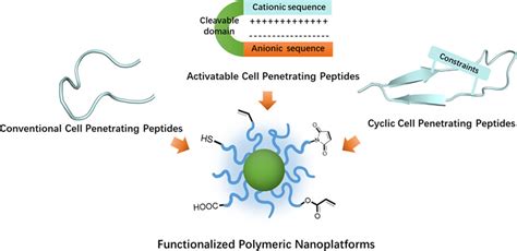 Advances In Cell Penetrating Peptides And Their Functionalization Of