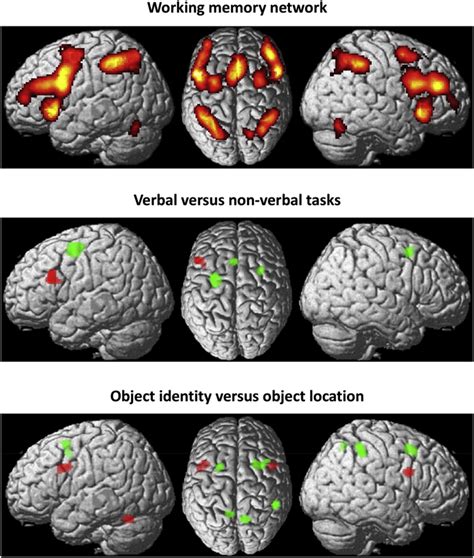 Meta Analysis Of The Neural Correlates Of Working Memory Top Main