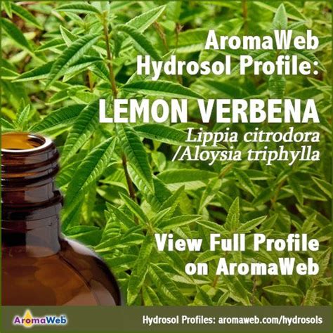 Lemon Verbena Hydrosol Benefits And Uses Aromaweb With Images