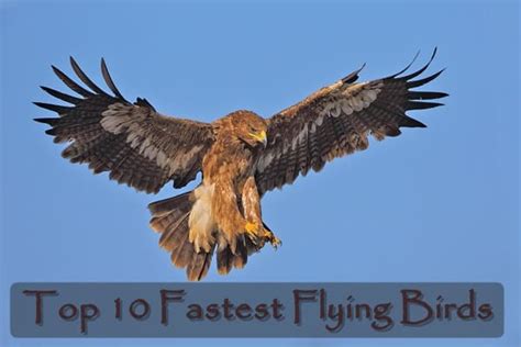 What are the Fastest Flying Birds in the World? (Top 10) - Tail and Fur