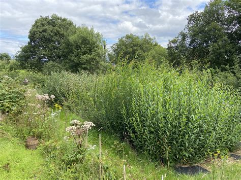 The willow varieties I grow — Stonechat Baskets