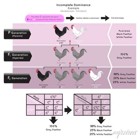 Incomplete Dominance Infographic Diagram Example Andalusian Chicken