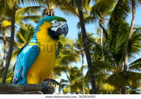 4619 Dominican Republic Animals Images Stock Photos And Vectors