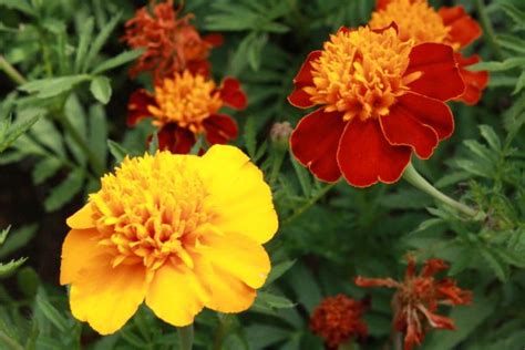 Marigold Flowers Photos Public Domain