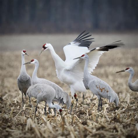Brendan - Whooping Crane hanging out with the Sandhills. An amazing day