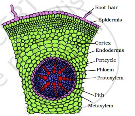 Draw Illustrations To Bring Out Anatomical Difference Between Monocot