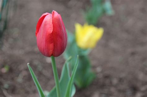 Tulip Flower Red Free Photo On Pixabay Pixabay