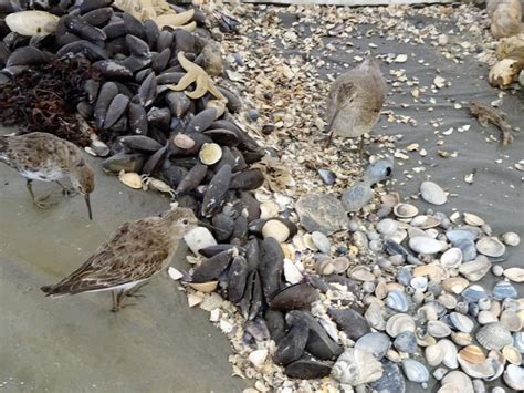 Nationalpark Wattenmeer Tiere - bmp-public