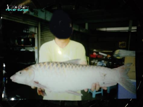 Renjer Sungai: IKAN KELAH SUNGAI SUNGKAI