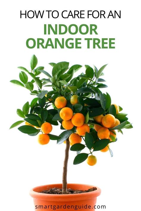 How To Care For An Indoor Orange Tree - Smart Garden Guide | Orange ...