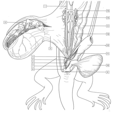 Female Lizard Anatomy Diagram Quizlet