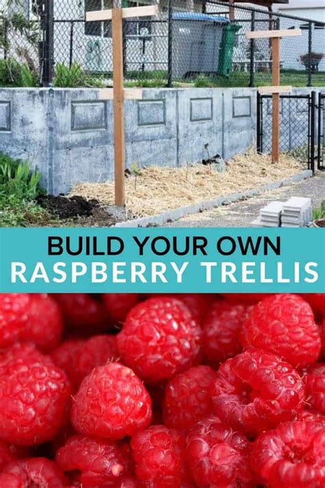 Raspberry Supports Build Raspberry Trellises Sustainable Cooks