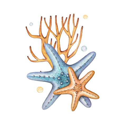 Hand drawn starfish with algae, watercolor composition 38242889 Vector ...