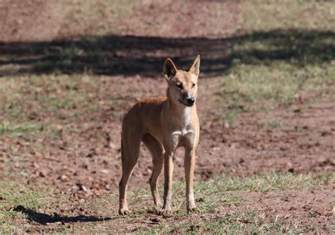 Dingo a distinct species