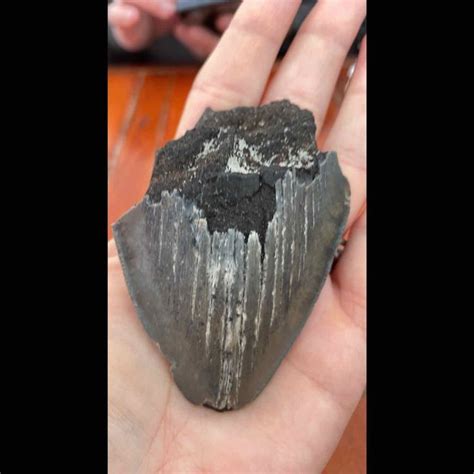 Megladon Teeth - Discover the Ancient Shark's Fossilized Treasures