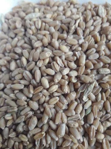 Wheat Grains At Rs Quintal Wheat Grains In Palanpur Id