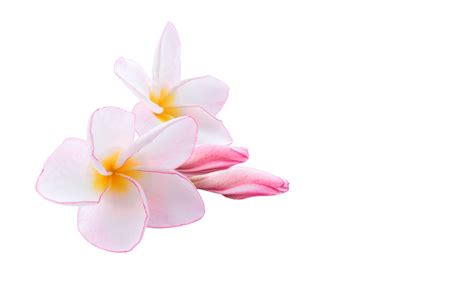 A Detailed View Of Pink And White Plumeria Frangipani Flowers Against A