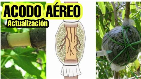 Propagacion Por Acodo Aereo Actualizaci N Youtube