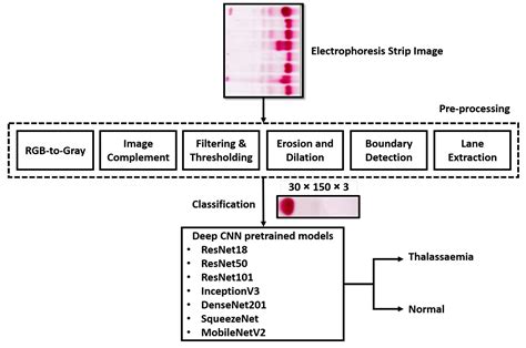 Diagnostics Free Full Text Deep Learning Assisted Automated Assessment Of Thalassaemia From