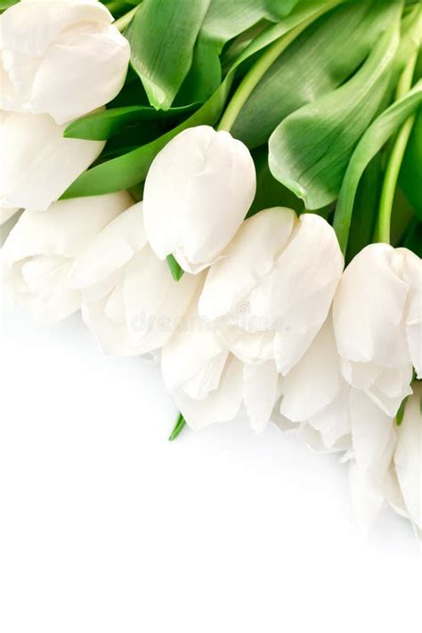 White Tulips Stock Photo Image Of Herbs Botany Flowers 8382022