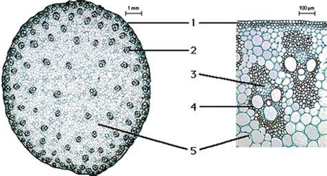 Cross Section of a Monocot Stem Cross Section of a Monocot Stem | Earth ...