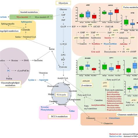 Metabolomics Pathway Network Map Of Significantly Altered Metabolites