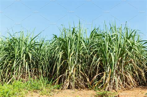 Sugar cane plantation | Background Stock Photos ~ Creative Market