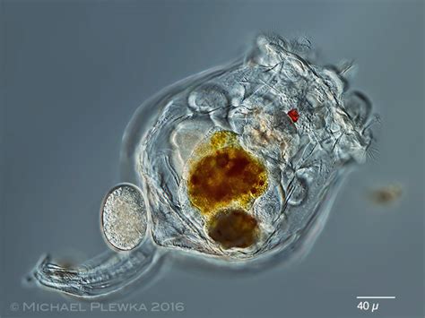 The Rotifers Rotatoria Of Germany And Neighbouring Countries