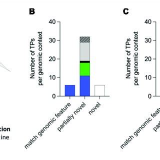 | (A) Representation of the putative mechanism of interaction based on ... 
